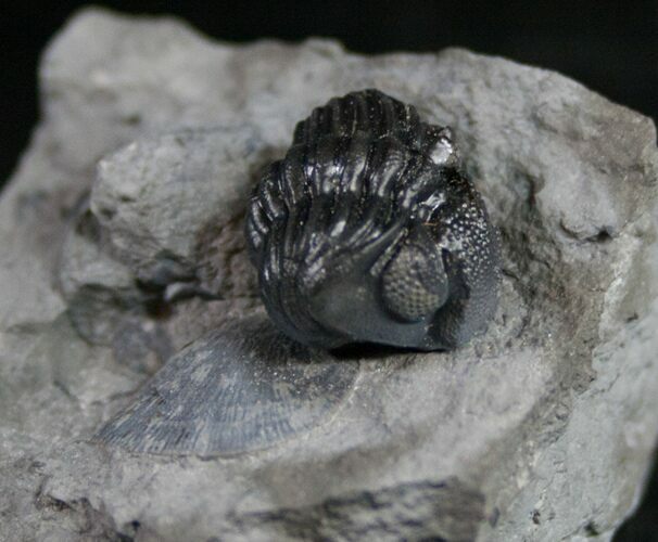 Enrolled Eldredgeops Trilobite From New York #9203